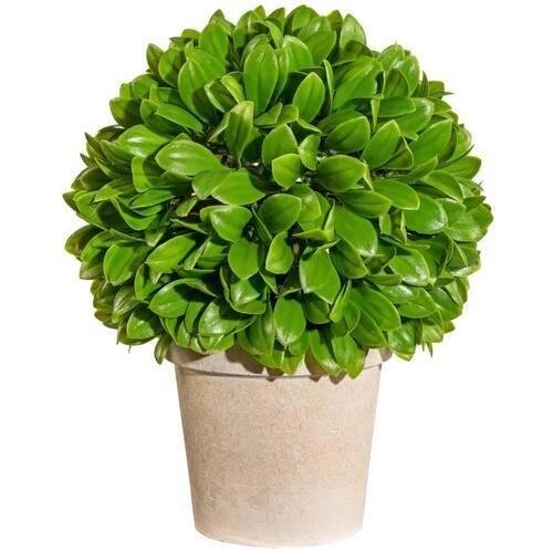 Растение Blattbusch искусств. 28 см, в горшке, зеленый от компании ООО "Спрингхауз" - фото 1