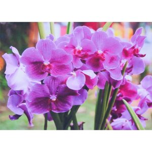 Алмазная живопись 40*50см Яркая орхидея : DV-9511-101