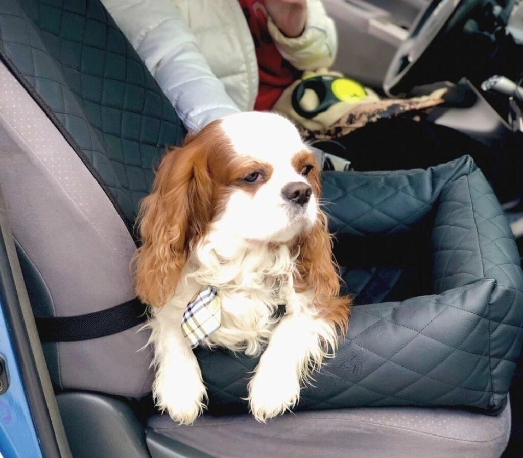 Автокресло для перевозки собак, лежак в машину для животных от компании Magicmarket - фото 1