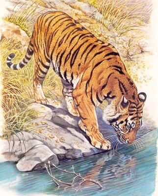 Набор алмазной вышивки Алмазная живопись Тигр у реки / АЖ-1523 от компании Buytime - фото 1