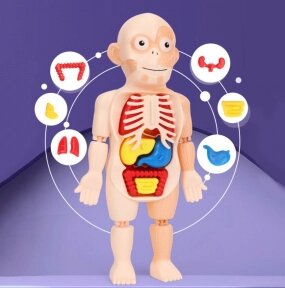 Детский 3D пазл Human Body Модель анатомия человеческого тела/Строение тела / конструктор органы 3 от компании bel-ok - магазин товаров для дома - фото 1