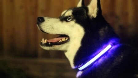 Светящийся ошейник для собак (3 режима) Glowing Dog Collar Голубой S (MAX 40sm) от компании bel-ok - магазин товаров для дома - фото 1