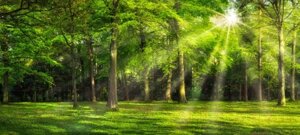Фотообои листовые ФабрикаФресок Солнечный Зеленый Весенний Лес / 1096270