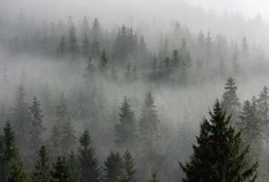 Фотообои листовые Vimala Лес в тумане 6
