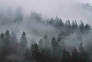 Фотообои листовые Vimala Лес в тумане 7