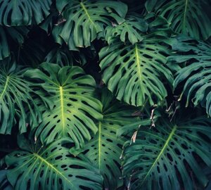 Фотообои листовые Vimala Листья монстеры