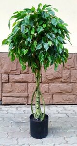 Искусственное растение ForGarden Дерево Ficus / FGN BF01693