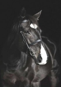 Картина на стекле Stamprint Лошадь AN006