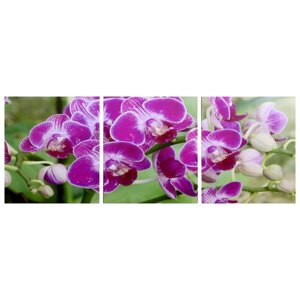 Модульная картина "Веточка орхидеи"3-35х35) 35х105 см