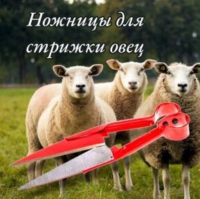 Ножницы для стрижки овец и других животных 31см. Универсальные ножницы для животноводства, топиария